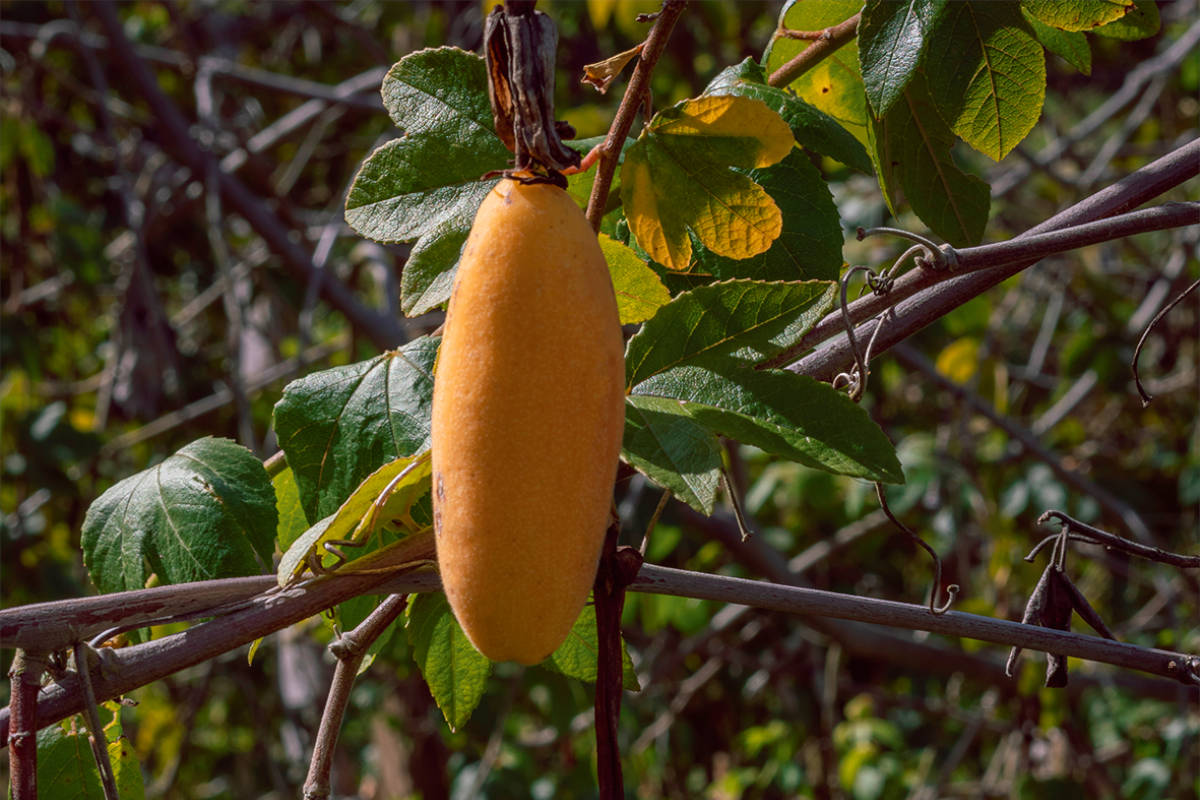 Die Curuba wird auch Bananen-Passionsfrucht genannt. © Shutterstock
