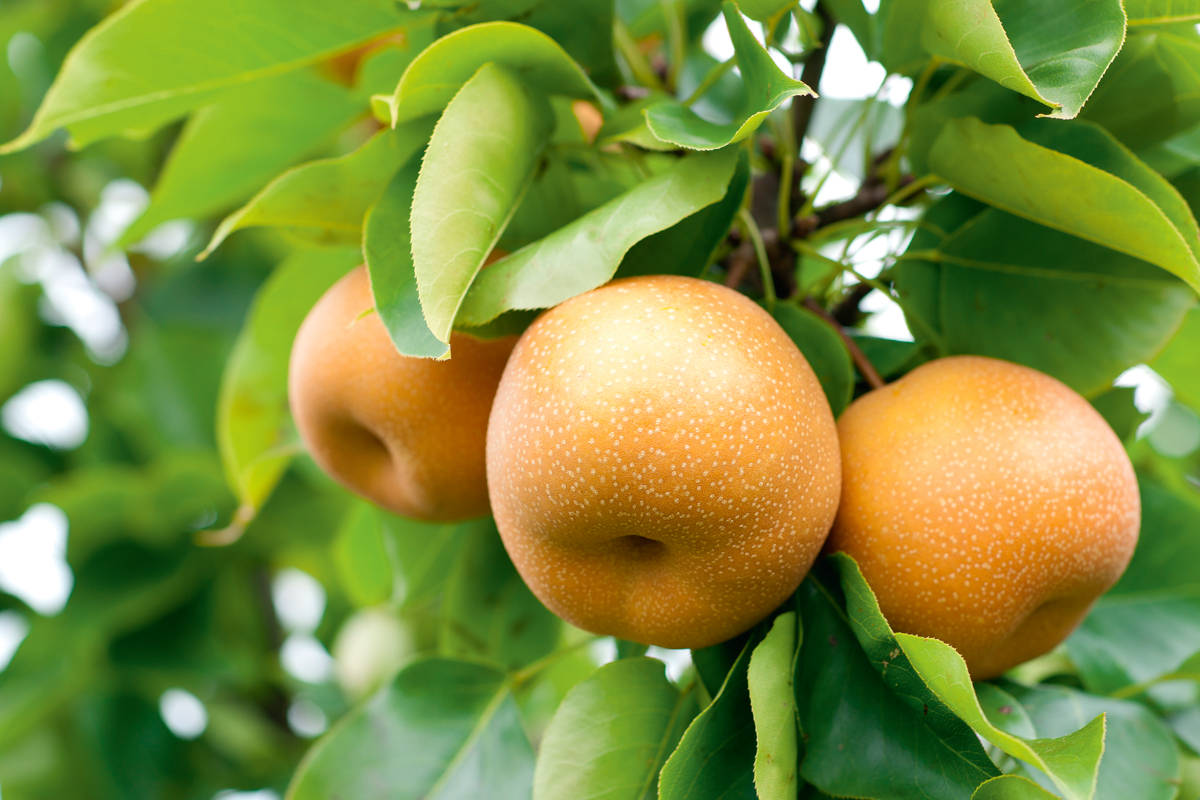 Die Nashi bringt einen ähnlichen Geschmack wie die Birne mit. © Shutterstock